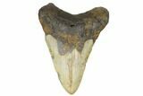 Fossil Megalodon Tooth - North Carolina #183324-1